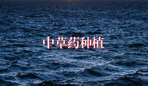 中草药种植