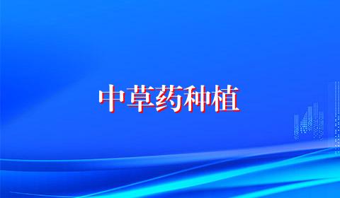 中草药种植