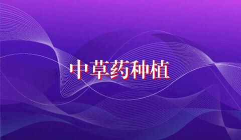 中草药种植